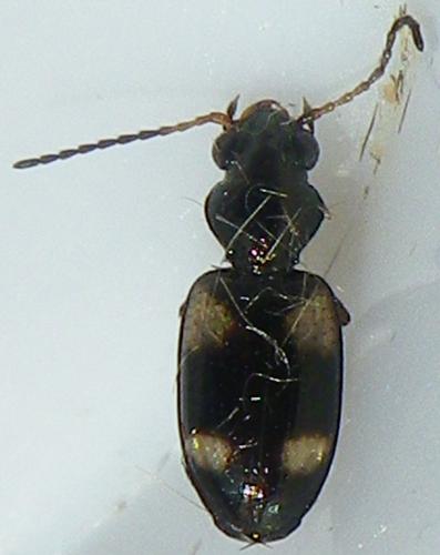 Réf. 179 242 : Bembidion quadrimaculatum