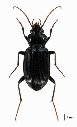 Réf. 179 390 : Nebria brevicollis