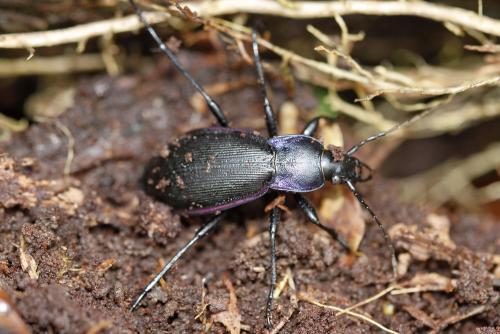 Réf. 179 253 : Carabus violaceus purpurascens