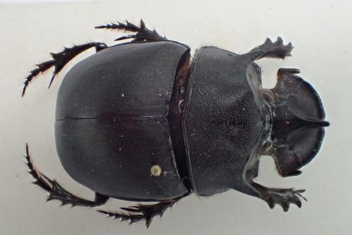 Catharsius molossus