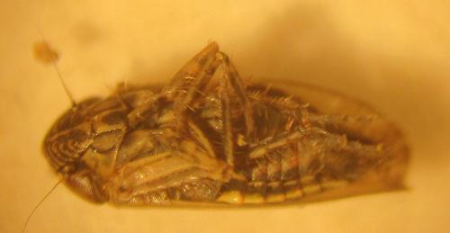 Réf. 179 922 : Euscelis sp.