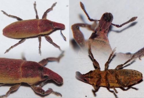 Réf. 179 553 : Lixus angustus