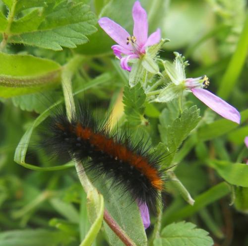 Arctiinae