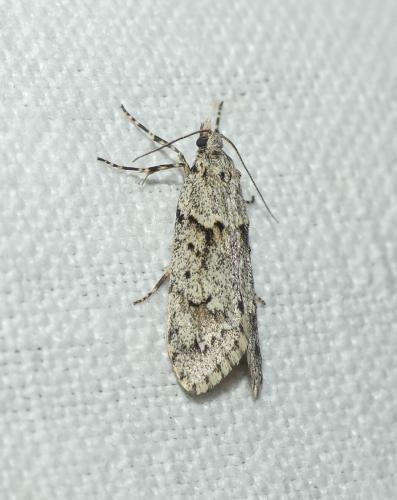 Diurnea fagella