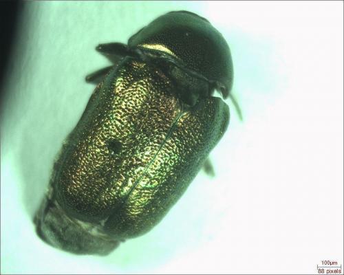 Cryptocephalus sp.