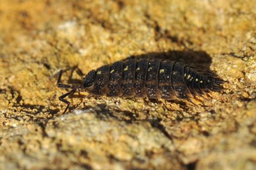 Réf. 179 249 : Porcellio spinicornis