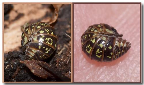 Armadillidium pictum