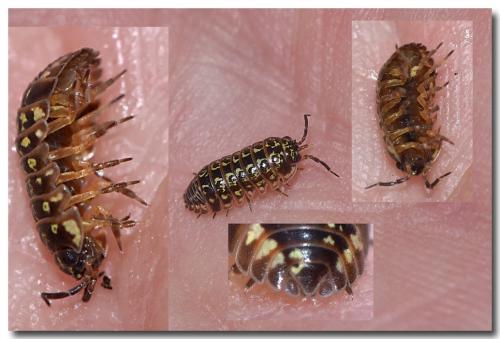 Armadillidium pictum