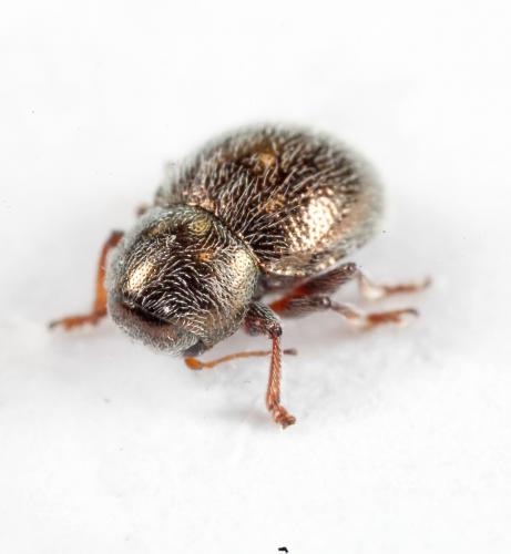 Réf. 179 555 : Colaspidea globosa