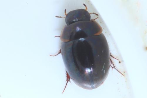 Anacaena globulus