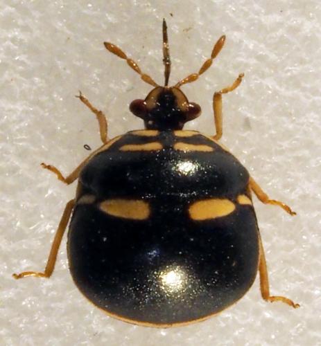Coptosoma sp.