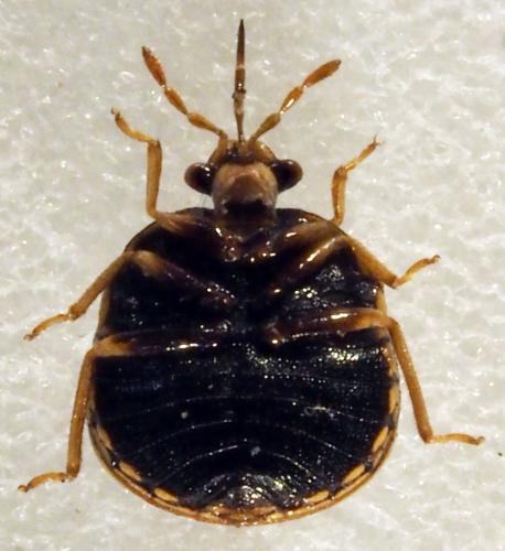 Coptosoma sp.