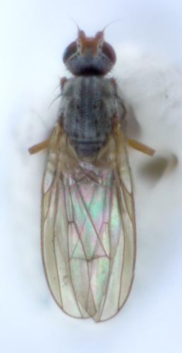 Réf. 179 589 : Tephrochlamys rufiventris