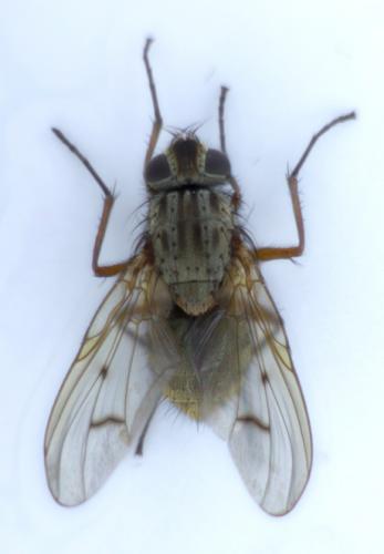 Phaonia tuguriorum