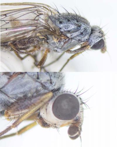 Réf. 179 590 : Tephrochlamys rufiventris