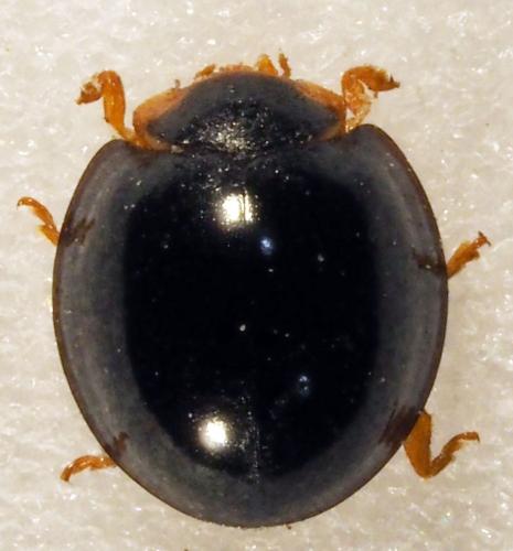 Réf. 179 977 : Exochomus troberti