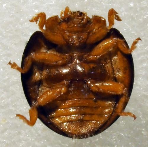 Réf. 179 978 : Exochomus troberti