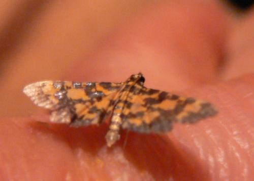 Eurrhyparodes tricoloralis