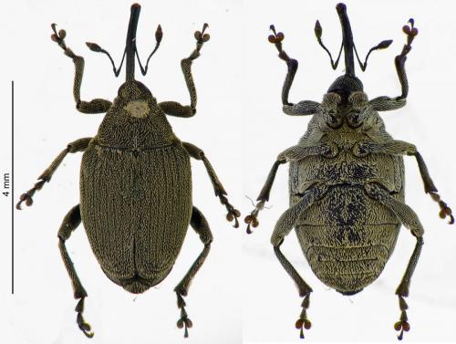 Réf. 179 193 : Ceutorhynchus napi