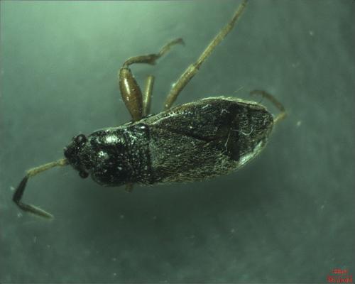 Megalonotus sp.