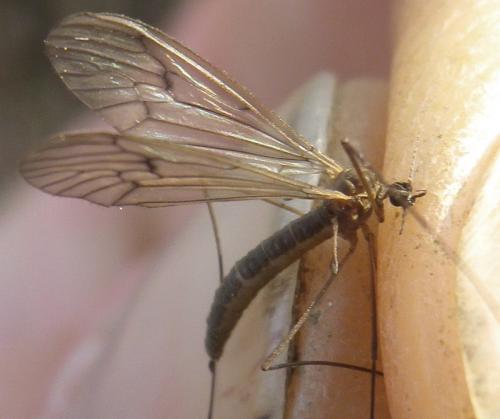 Trichocera regelationis