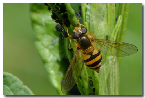 Epistrophe melanostoma