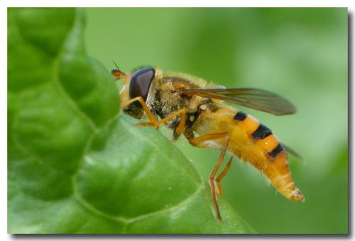 Epistrophe melanostoma
