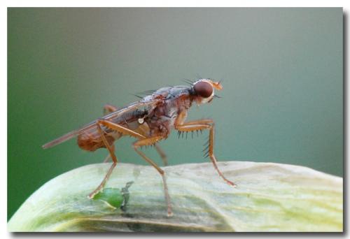 Norellia spinipes