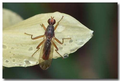 Norellia spinipes