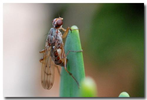 Norellia spinipes
