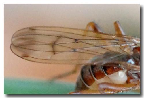Norellia spinipes