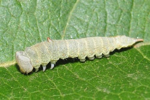 Réf. 179 525 : Watsonalla sp.