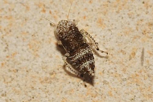 Réf. 179 615 : Allygidius sp.