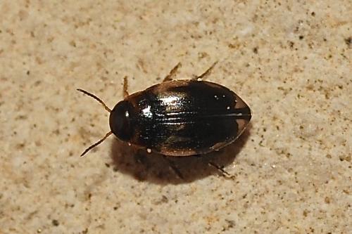 Hydroglyphus geminus
