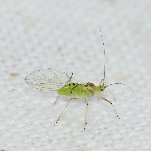 Réf. 179 240 : Drepanosiphum platanoidis