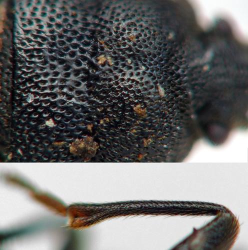 Drymus ryeii