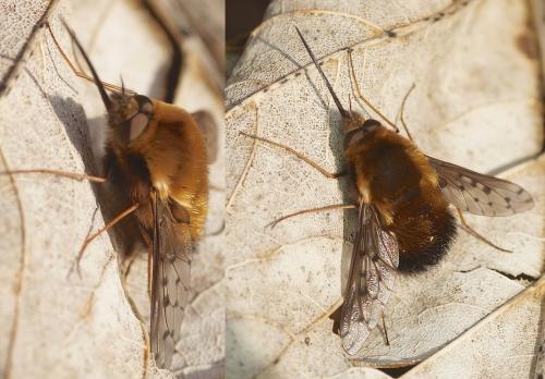 Bombylius discolor
