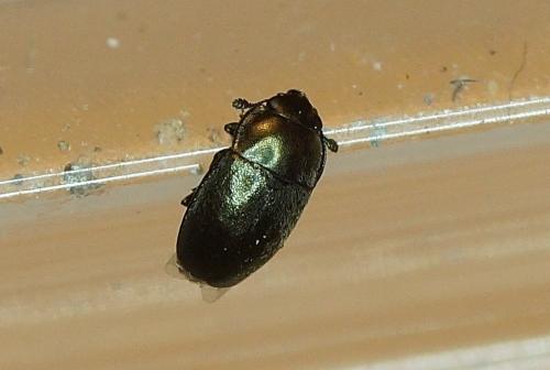 Brassicogethes sp.