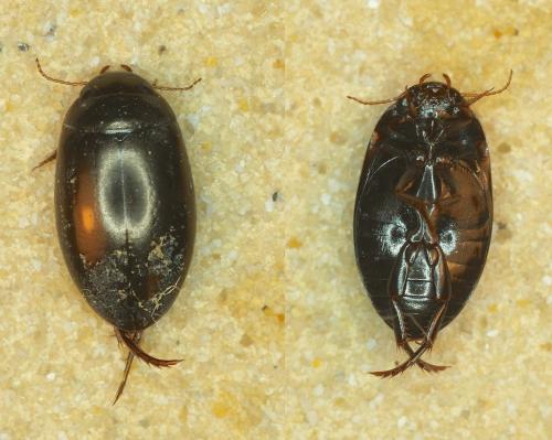 Ilybius chalconatus