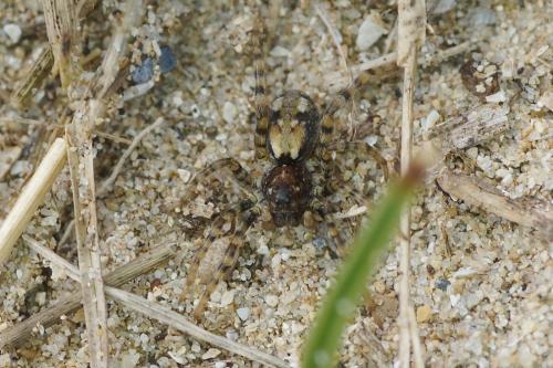 Arctosa perita