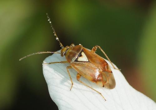 Lygus sp.