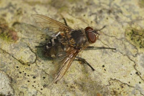 Pollenia sp.