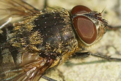 Réf. 179 456 : Pollenia sp.