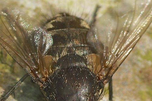 Pollenia sp.