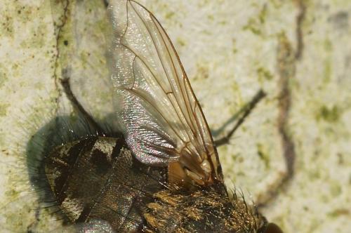 Pollenia sp.