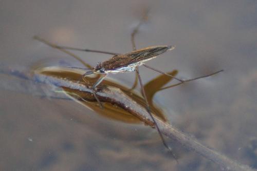 Gerris gibbifer