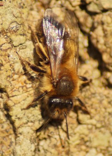 Andrena sp.
