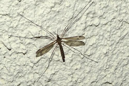 Réf. 179 547 : Tipula sp.