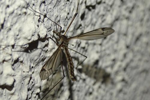 Réf. 179 548 : Tipula sp.