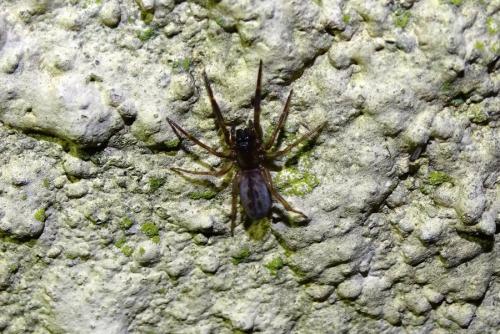 Segestria senoculata